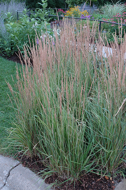 Variegated Reed Grass (Calamagrostis x acutiflora 'Overdam') at Hoelterhoff's Nursery