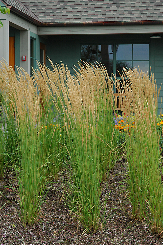 Karl Foerster Reed Grass (Calamagrostis x acutiflora 'Karl Foerster') at Hoelterhoff's Nursery