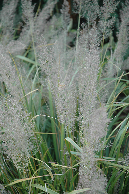 Korean Reed Grass (Calamagrostis brachytricha) at Hoelterhoff's Nursery