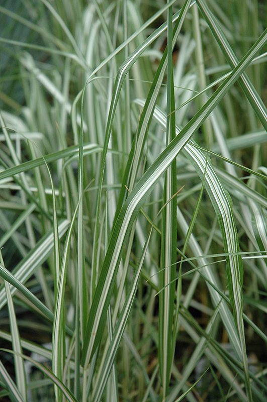 Avalanche Reed Grass (Calamagrostis x acutiflora 'Avalanche') at Hoelterhoff's Nursery