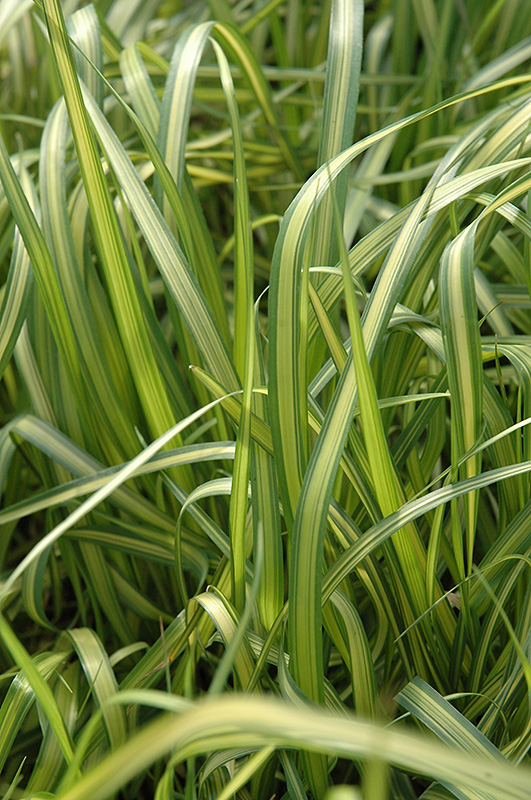 El Dorado Feather Reed Grass (Calamagrostis x acutiflora 'El Dorado') at Hoelterhoff's Nursery