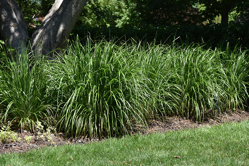Korean Reed Grass (Calamagrostis brachytricha) at Hoelterhoff's Nursery