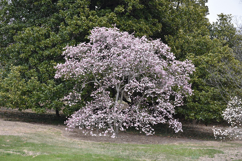 Leonard Messel Magnolia (Magnolia x loebneri 'Leonard Messel') at Hoelterhoff's Nursery