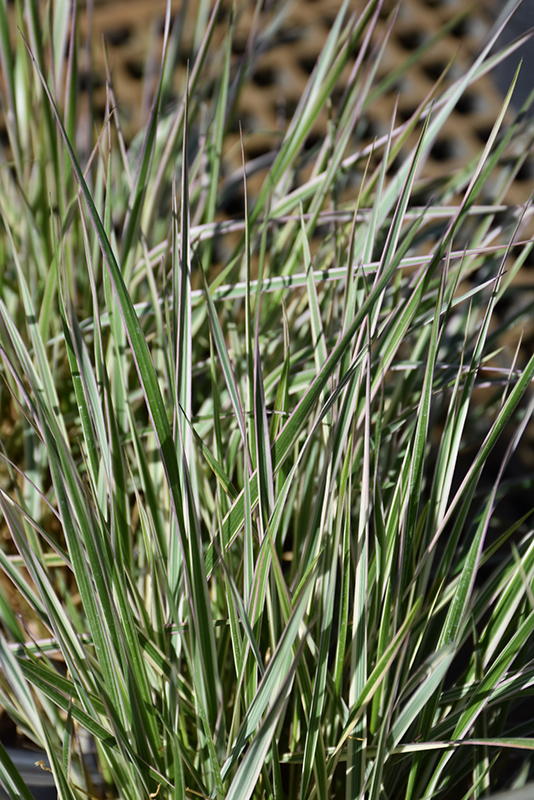 Hello Spring! Reed Grass (Calamagrostis x acutiflora 'Hello Spring!') at Hoelterhoff's Nursery