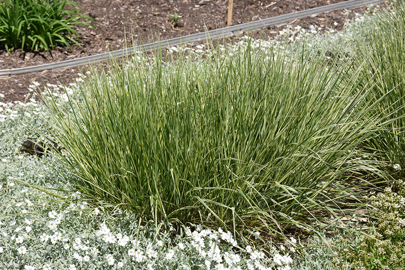 Variegated Reed Grass (Calamagrostis x acutiflora 'Overdam') at Hoelterhoff's Nursery